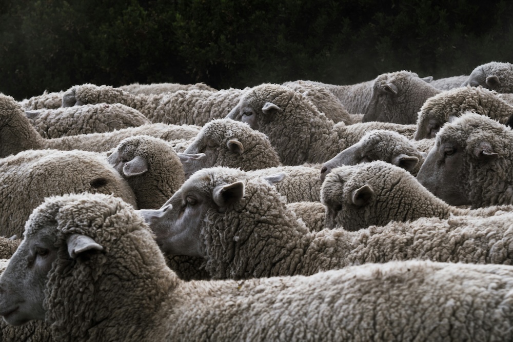 羊革の原料となる羊の種類